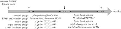 Effect of Lactobacillus plantarum ZFM4 in Helicobacter pylori-infected C57BL/6 mice: prevention is better than cure